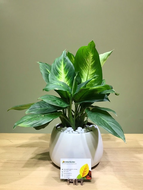 cay van nien thanh 169k