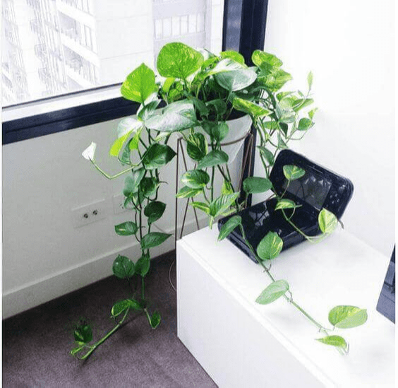 Những vật phong thủy hợp với tuổi Quý Sửu