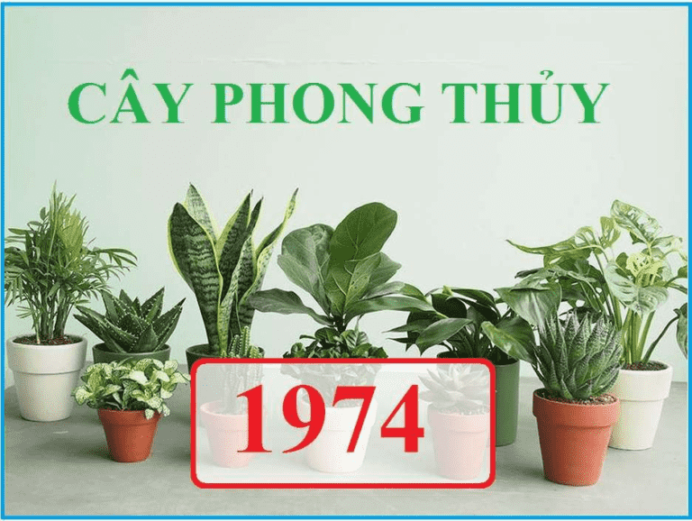 Lựa chọn cây cảnh phong thủy để bàn làm việc tuổi Giáp Dần
